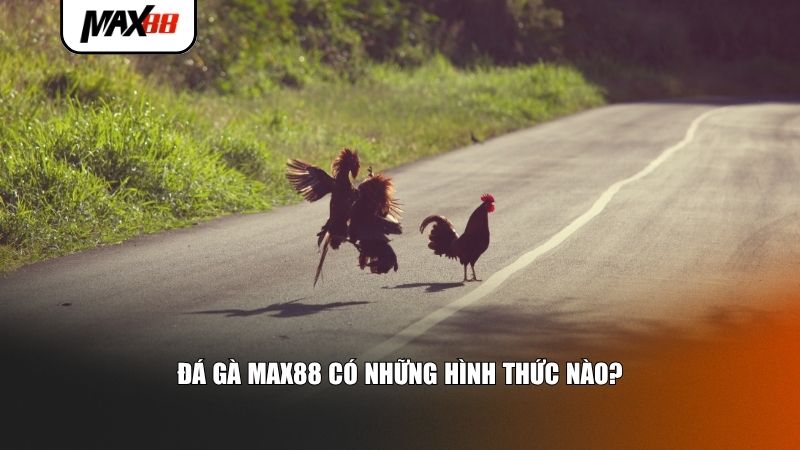 Đá gà Max88 có những hình thức hấp dẫn