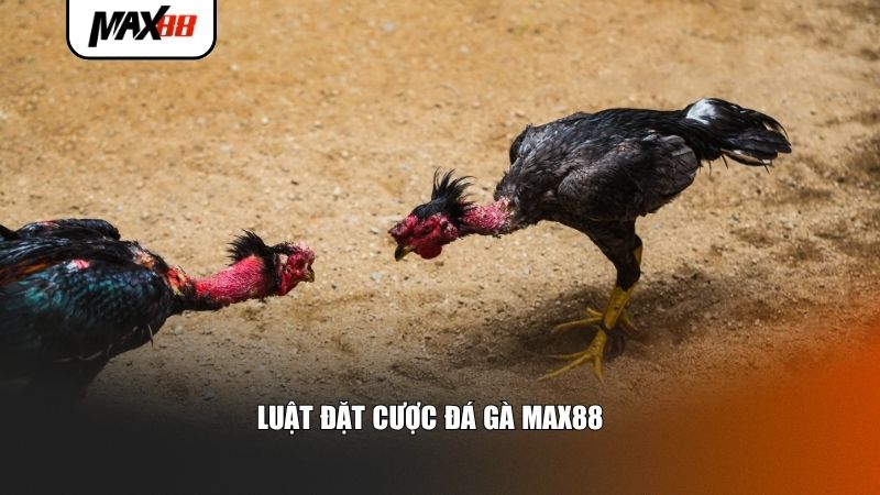 Luật đặt cược đá gà Max88