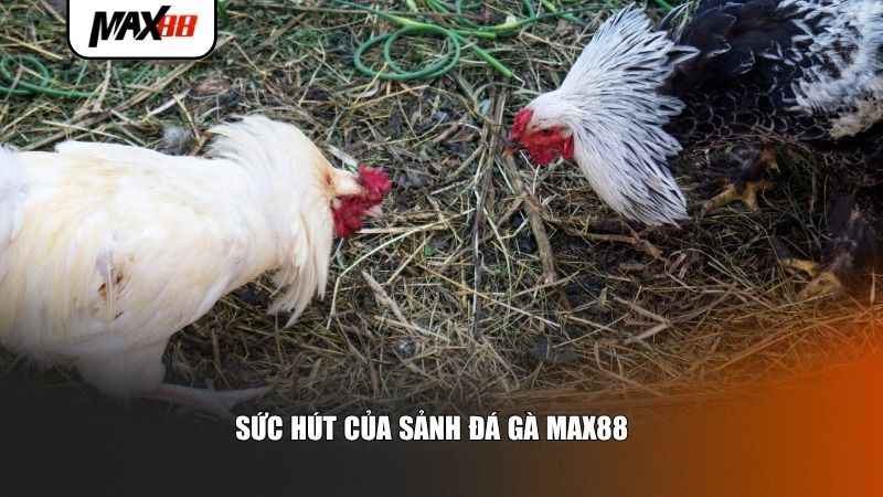 Sức hút của sảnh đá gà Max88
