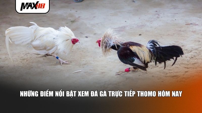 Đá gà Thomo là gì? 