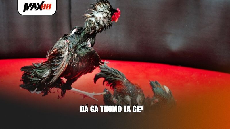 Những điểm nổi bật xem đá gà trực tiếp thomo hôm nay