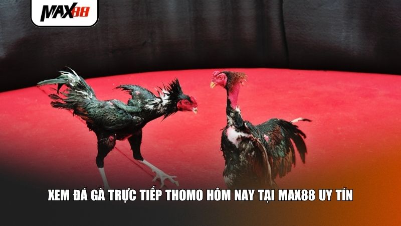 Xem đá gà trực tiếp thomo hôm nay tại Max88 uy tín