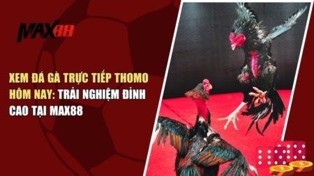 đá gà trực tiếp Thomo hôm nay